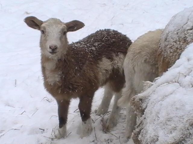 Lambs 2 months old, surprise late spring snow