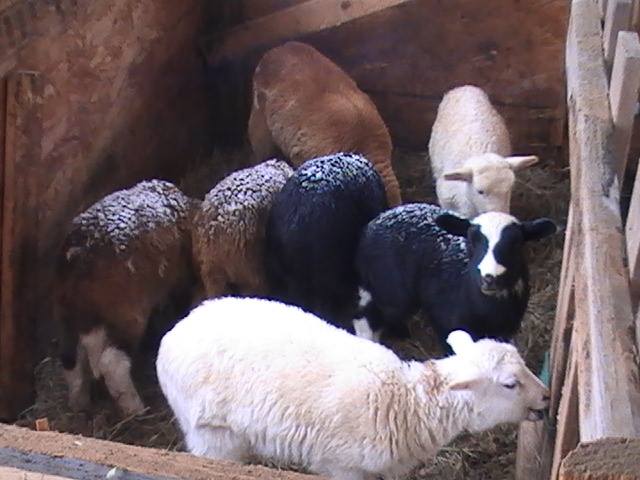 Lambs in creep feeder 2 mos olds. 