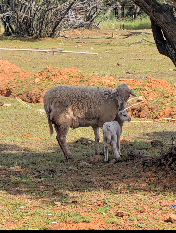 Freckles with her new ewe lamb patches