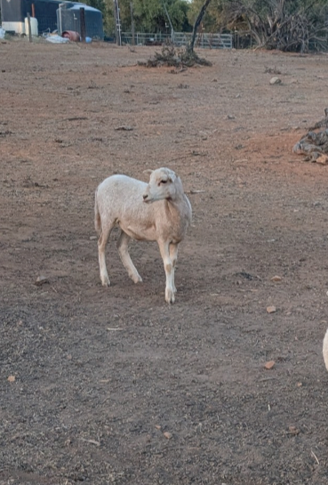 Here's patches more than a few weeks old. She'll be used for breeding to build up a sheep herd.