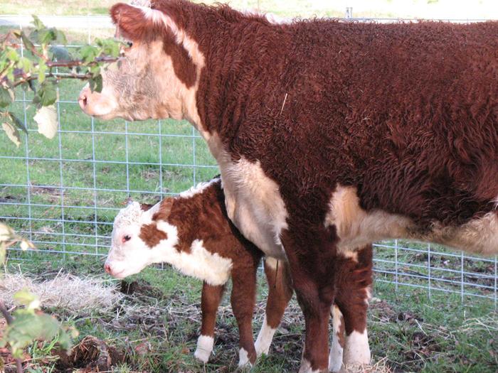 Caring for a cow (the calf is Apple in March 12, 2010)