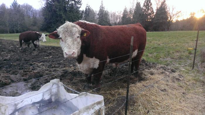 Caring for a pregnant cow (Feb 20, 2014), the bull is in foreground.