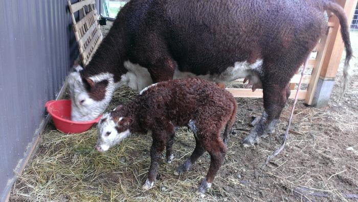 Caring for Apple and her new calf Éclair (March 6, 2014)