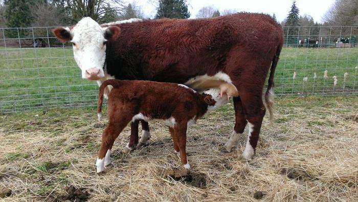 One calf, Éclair, that is at least one week old (March 22, 2014)