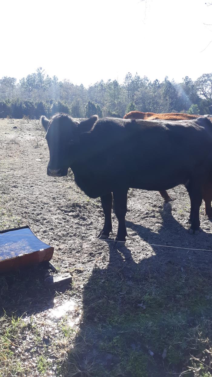 Checking on the pregnant cow.