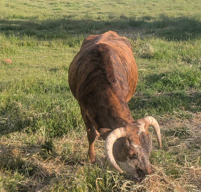 Feeding Connie when she was pregnant 