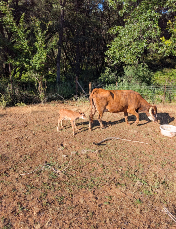 Connie with the new heifer calf, honey