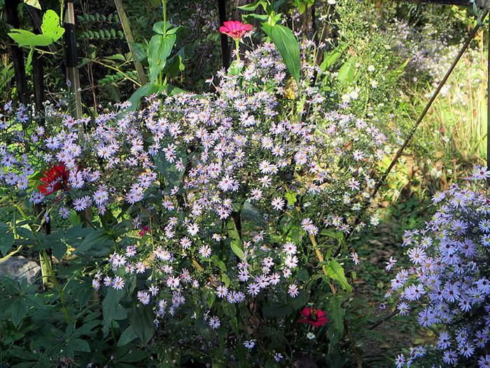 Ohio Valley Landrace Asters