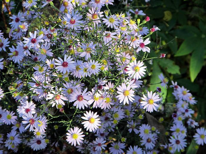 Ohio Valley Landrace Asters Closeup