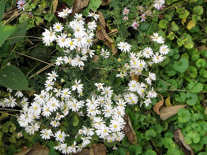White Asters