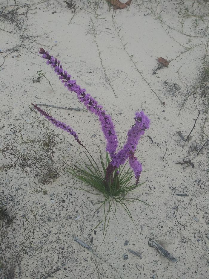 Long purple flower stalk