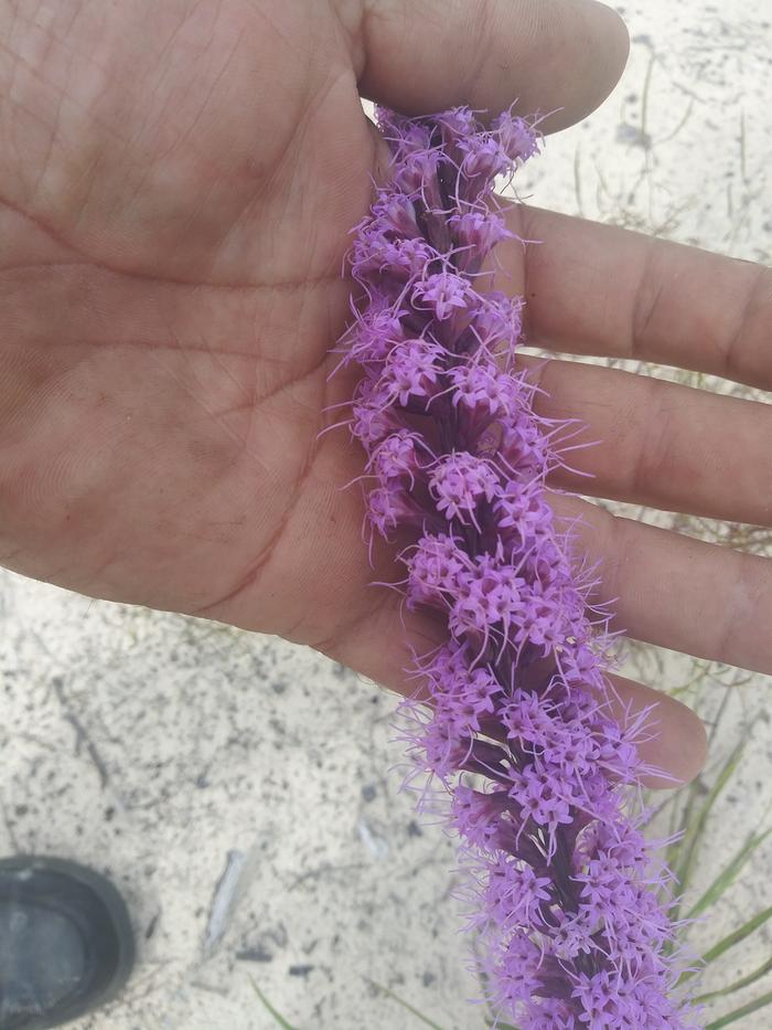 Up close of purple flowers