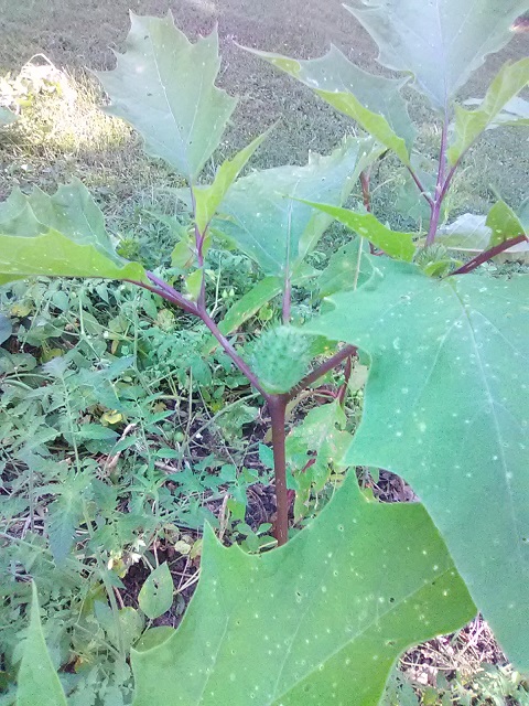 [Thumbnail for caltrop-plant.jpg]