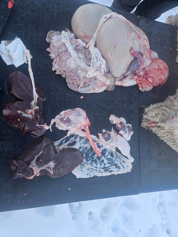 Organs separated out. Liver, heart, kidneys and stomach wrapper on the bottom, intestines and stomachs on the top. I know they are edible with additional processing. But I do not care to clean them.