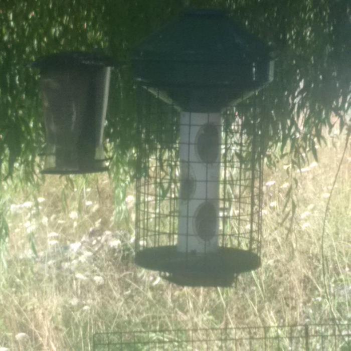 Bird Feeder