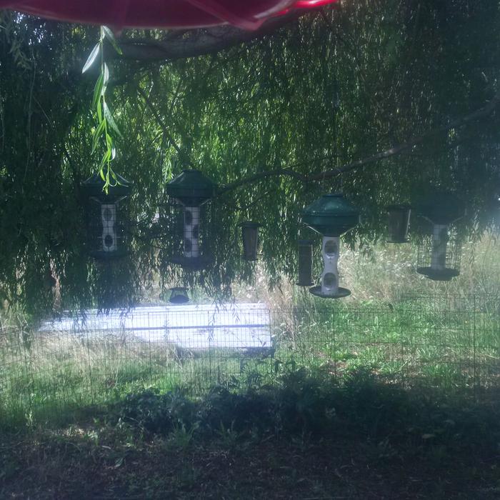 A row of bird feeders