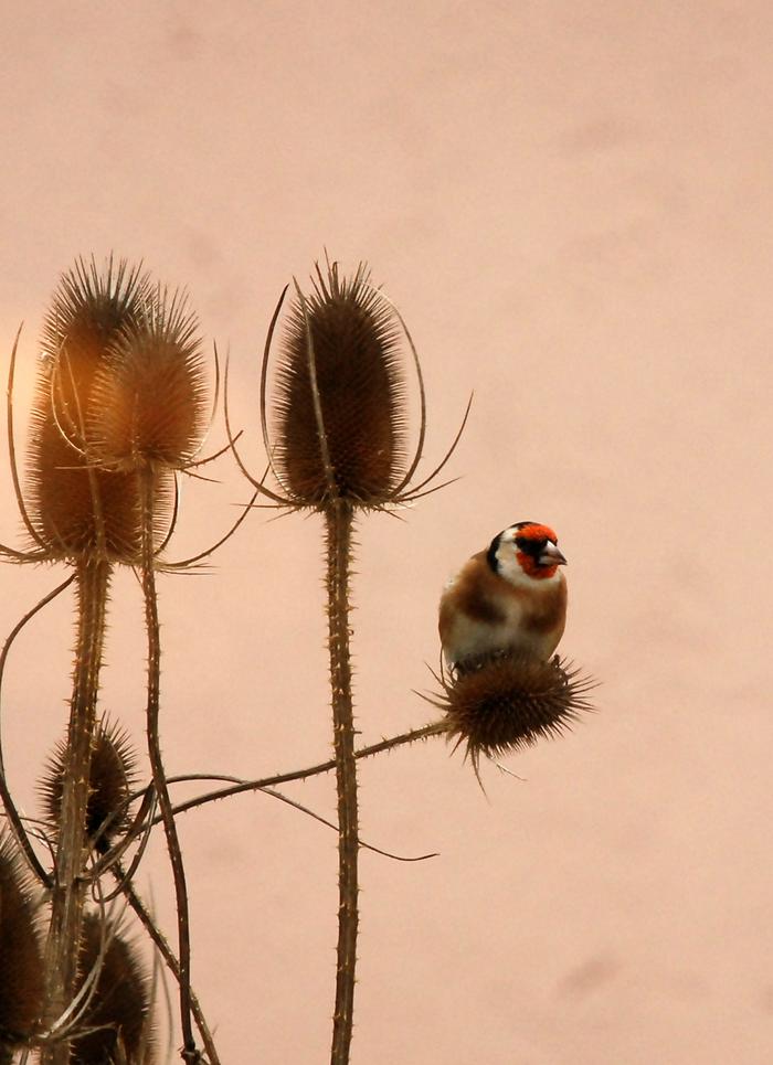 finch on teasel