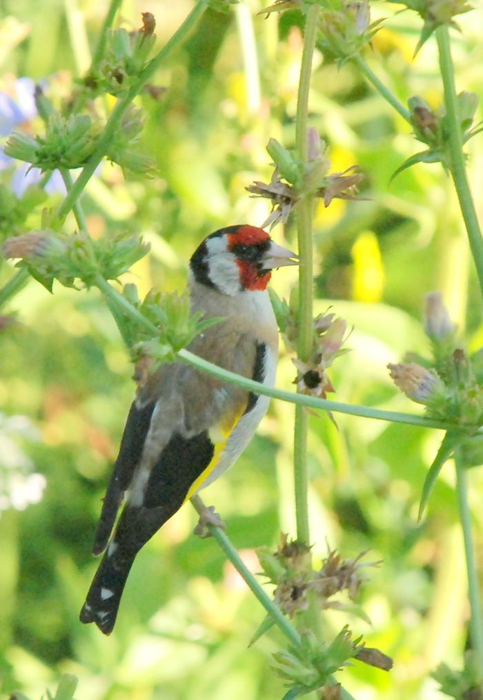 finch on chicory
