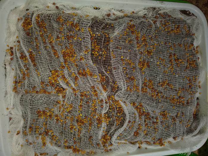 I literally just sprinkled about 1 Tbsp. of dry radish seed over all the trays. Here's the cheesecloth up close.