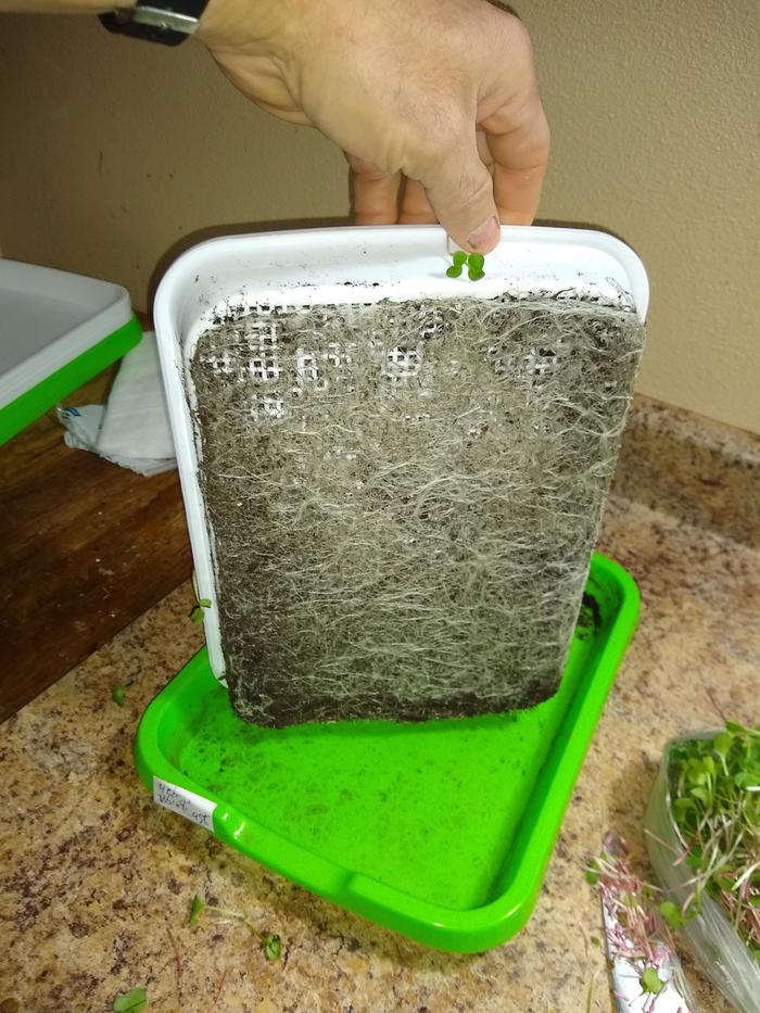 Bottom of radish w/cheesecloth tray with 4tbsp of worm castings in the bottom. Looks healthy to me.