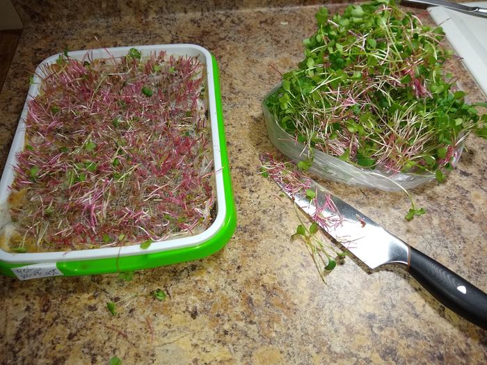 Cutting the radish greens w/cheesecloth liner. No soil got on anything I cut.