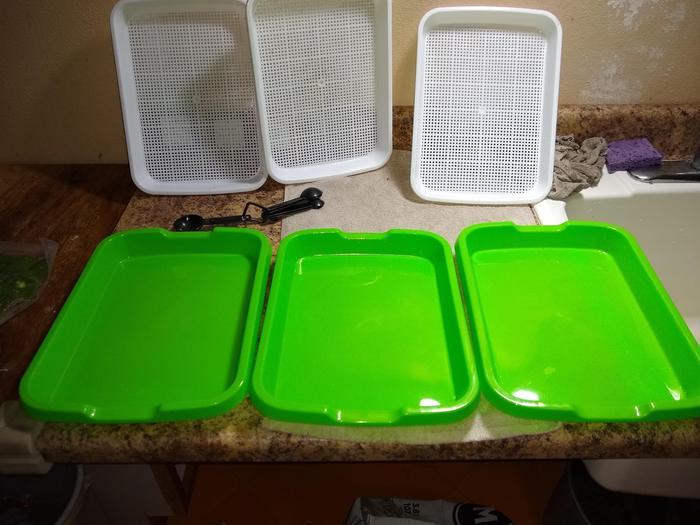 Trays I'm starting with.