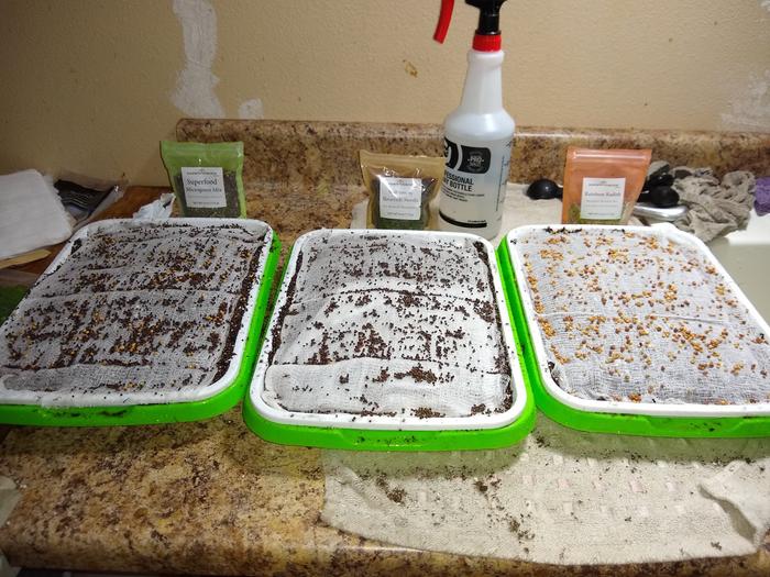 Three different types of seed, 1 tbsp used per tray. Misting the seeds with tap water.