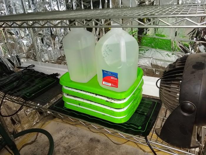 The thee trays stacked with another empty tray on top so I can weight the seeds down for a few days. Water was handy...