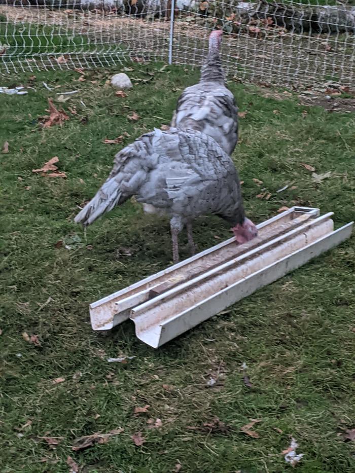 blue slate heritage turkey