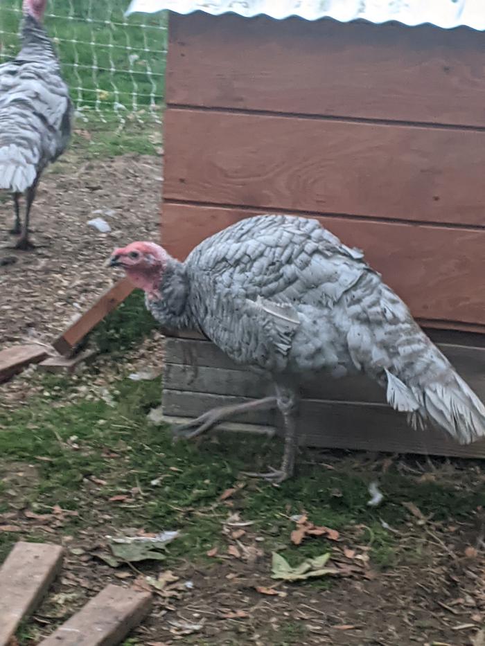 blue slate heritage turkey