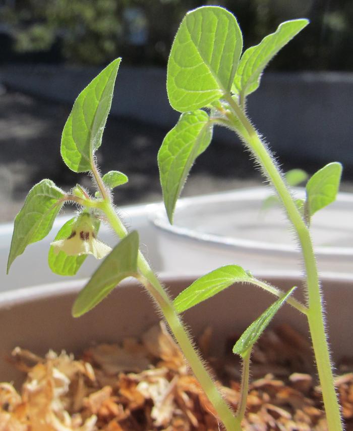 A tiny dwarf tamarillo with a tiny flower.