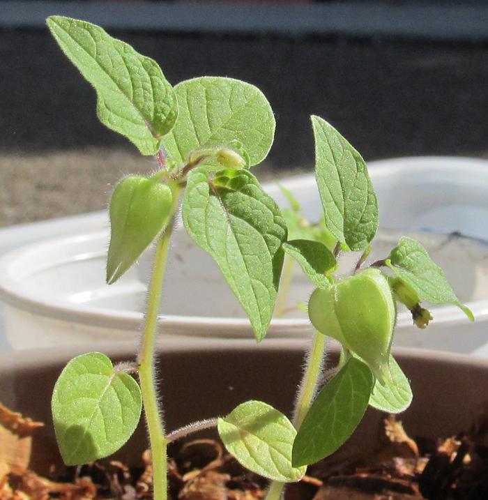 Ground cherry lanterns.