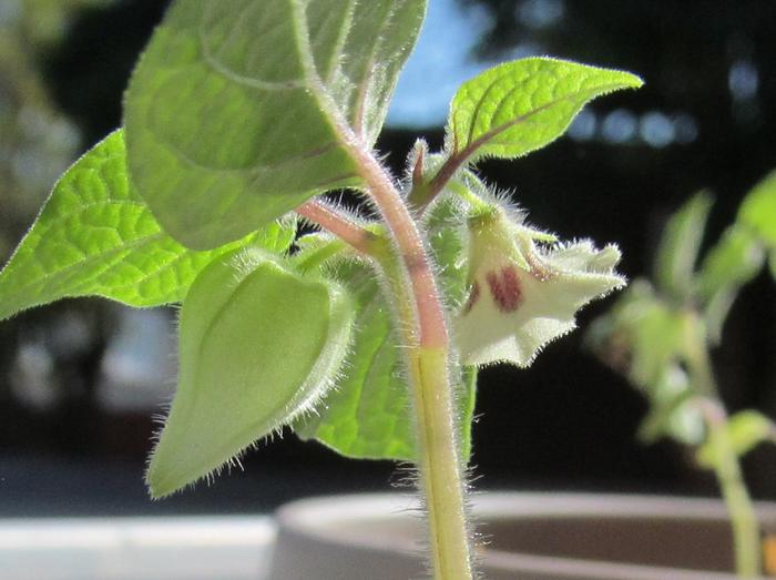 Ground cherry lantern and flower.