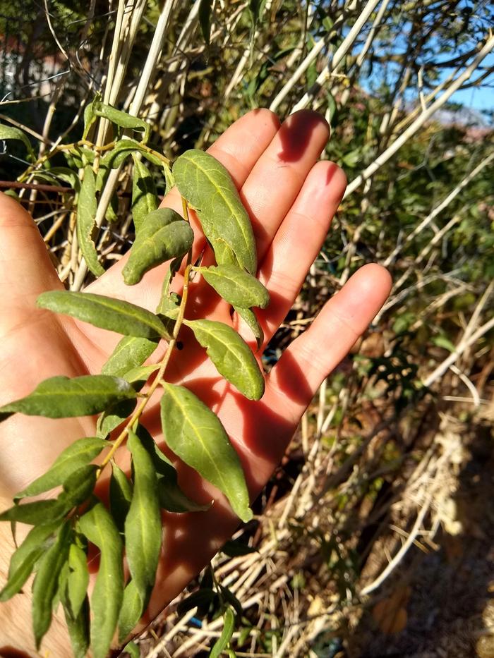 Store bought, leaves.