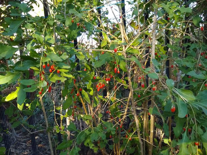 Lot's of Chinense berries everywhere.