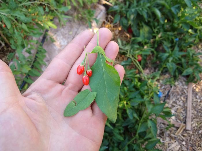 Leaves and berries of Chinense.