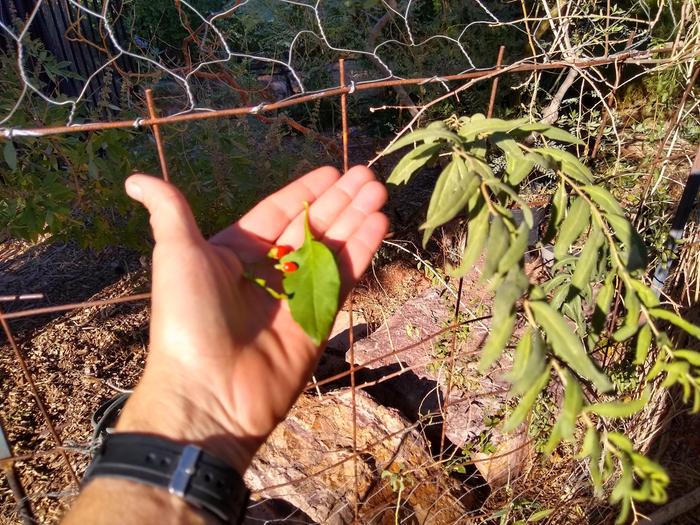 Comparison of Chinense leaf in hand, and store bought leaves growing.