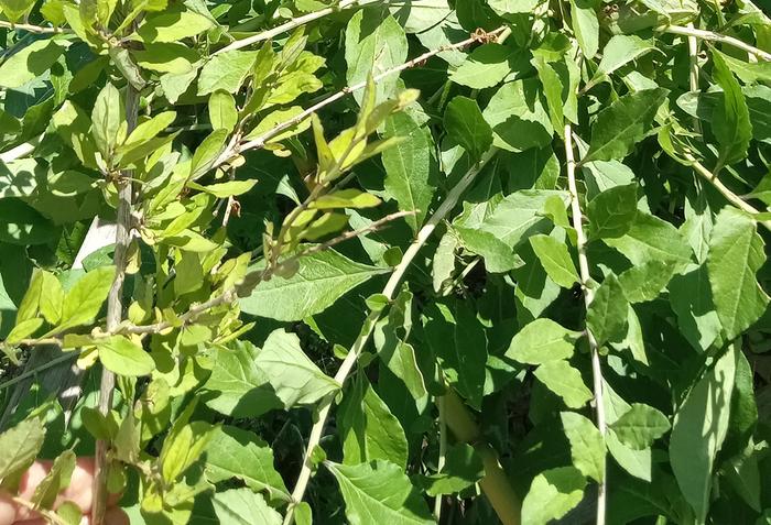 Deficient (left) vs healthy(right) goji same variety 20 ft apart