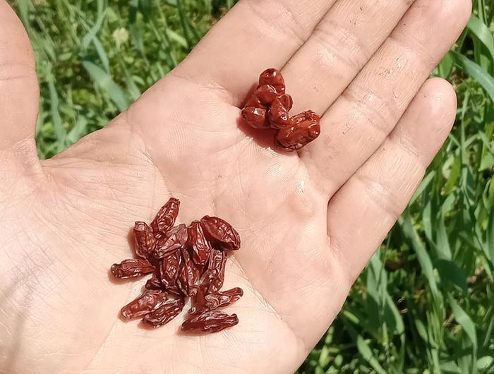 Berries fr two crops same year after (left) vs before (right) Mo supplement 