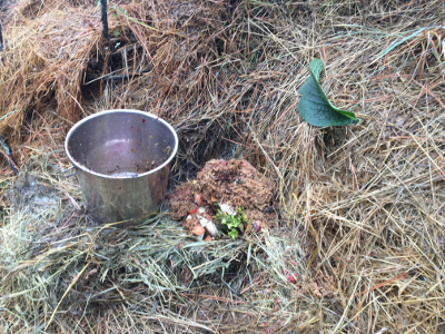 Compost placed after mulch was pulled aside.