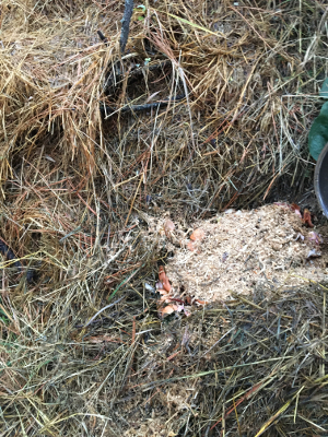 sawdust mulch over compost