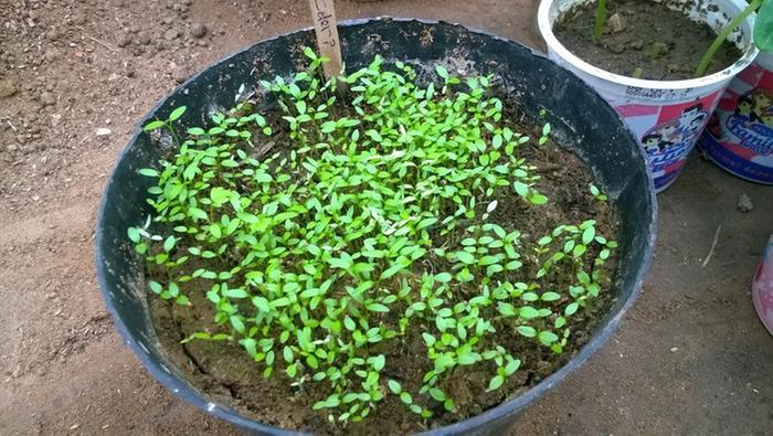 [Thumbnail for Celery-Sprouts.jpg]