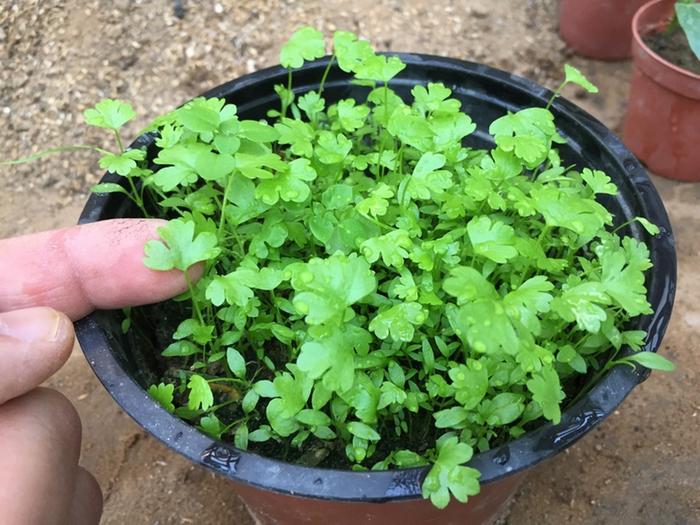 [Thumbnail for Celery-seedlings.JPG]