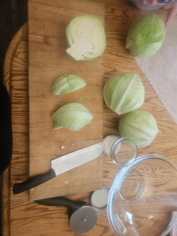 Ingredients being prepared for sauerkraut. Cabbage, salt, jars all visible