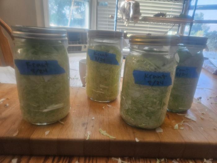 4 quart jars of cabbage, fermenting into kraut