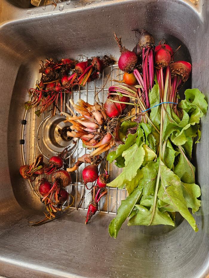 washing beets for pickled beats