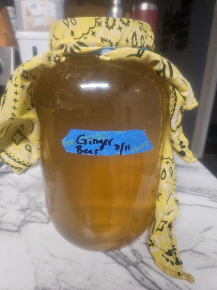 ginger beer fermenting