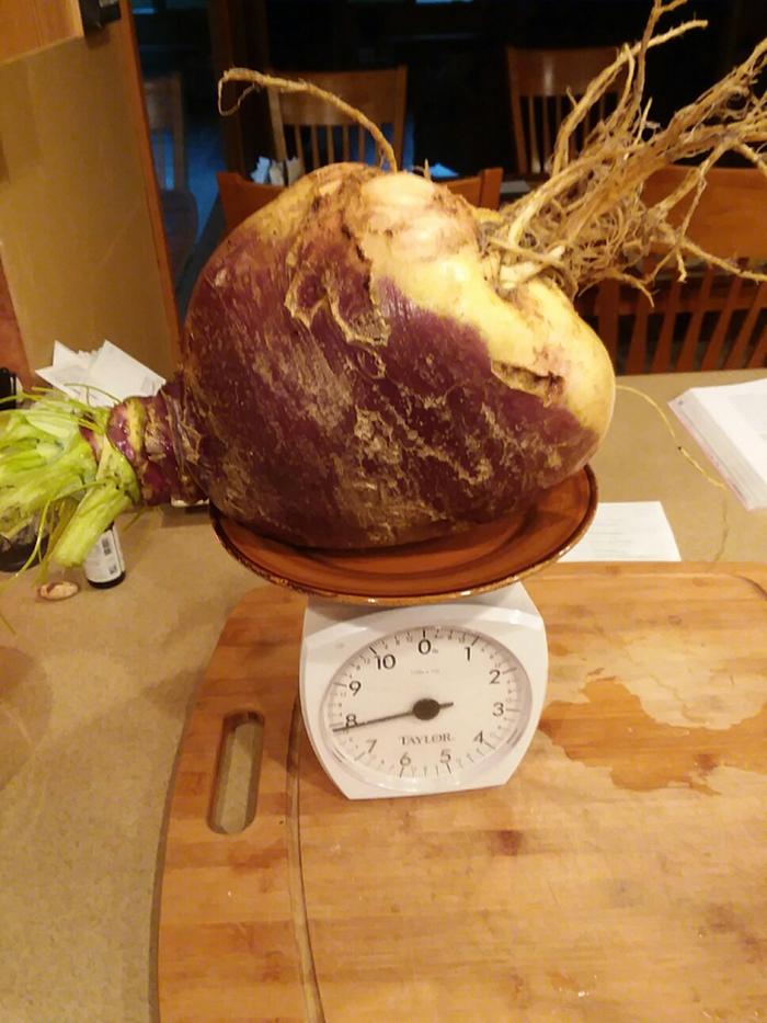 Small turnip (on ceramic plate)