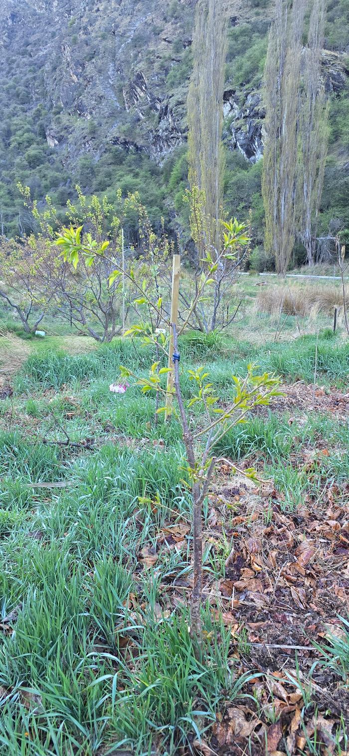 Self sown cherry seedling