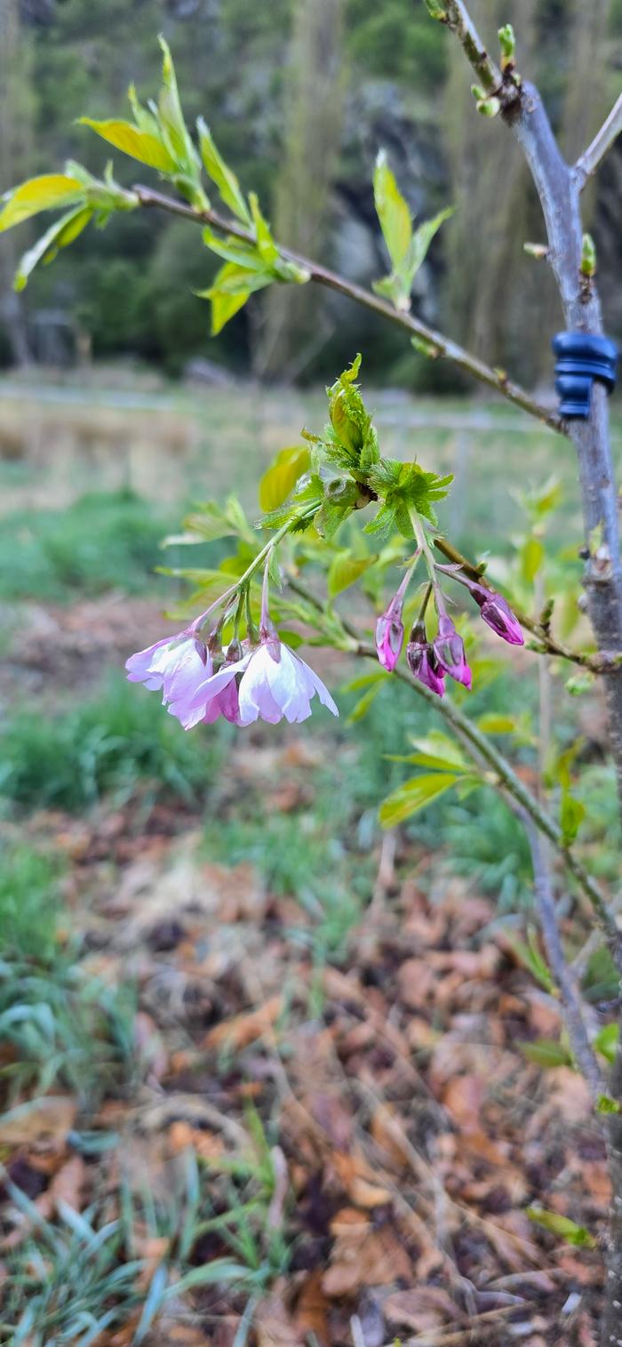 First blossoms